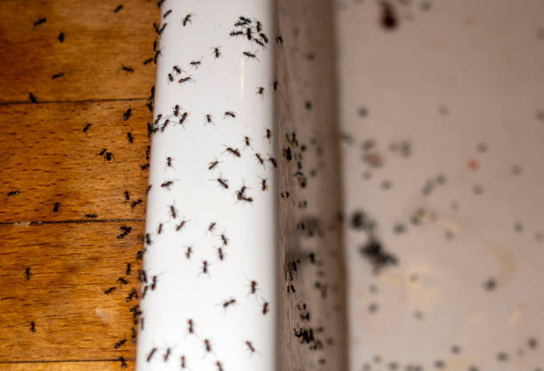 Best Pest Control Near Me  in Crystal River, FL